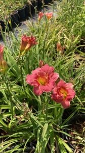 Hemerocallis Çiçeği - Pembe Sarı Ortanca Küçük Boy İthal