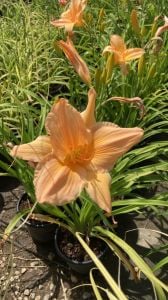 Hemerocallis Çiçeği - Yavruağzı Ortanca Küçük Boy İthal