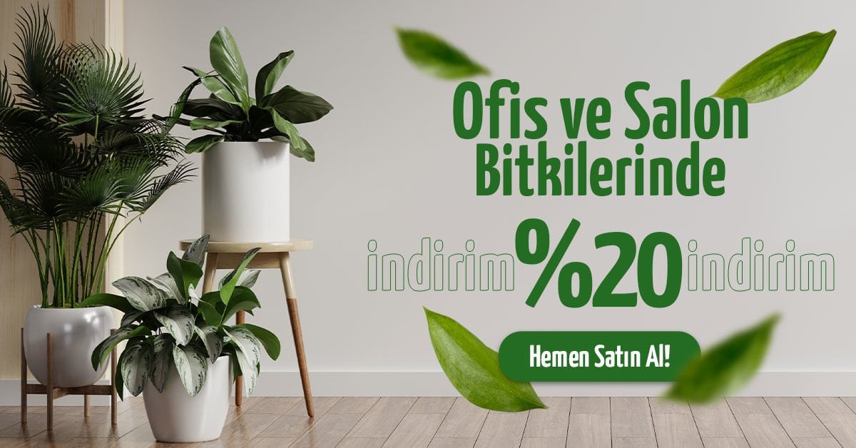 Ofis ve Salon Bitkilerinde %20 