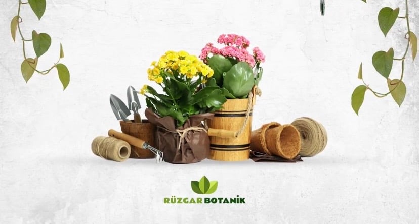 Kırmızı Baston Gülü 4 Yaşında 100Cm-120Cm